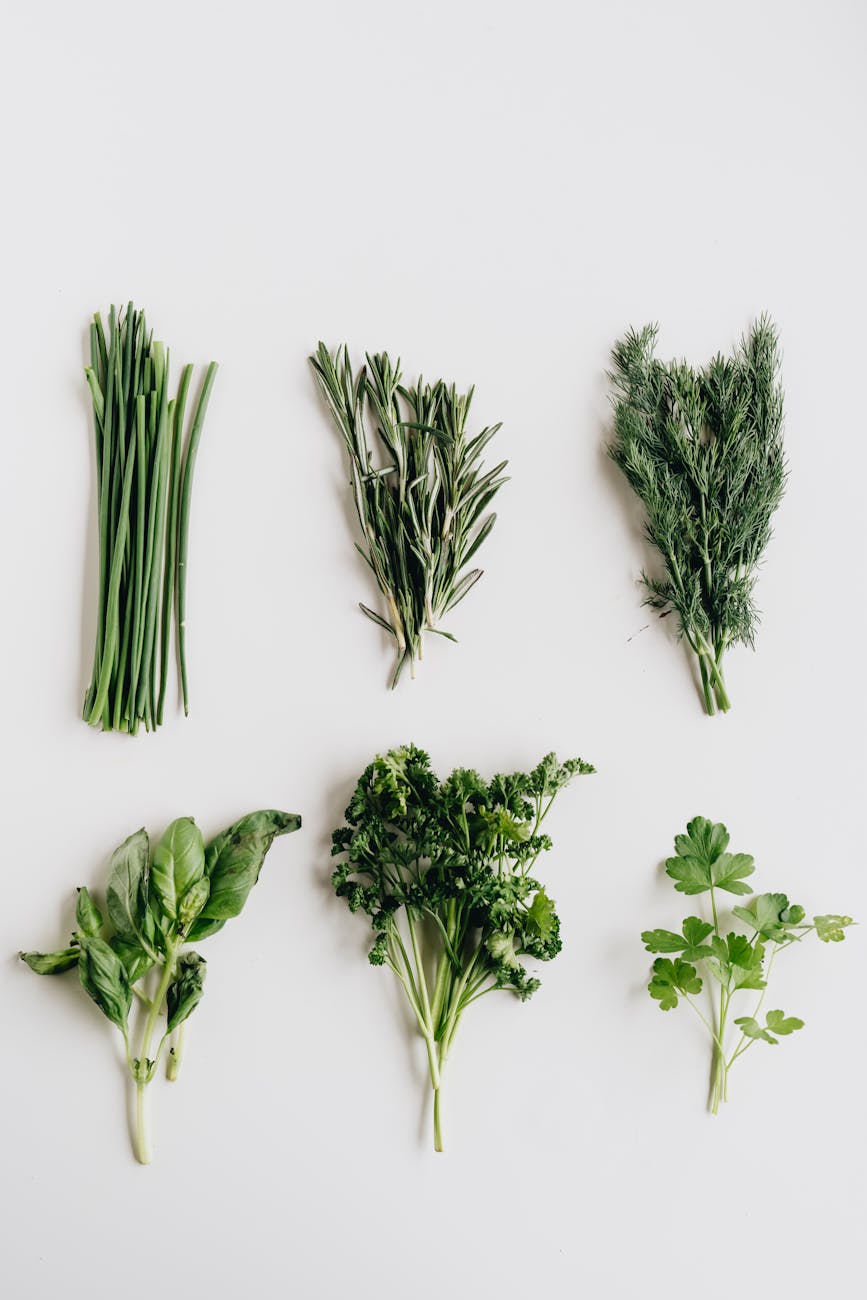 Come Coltivare Erbe Aromatiche in Casa: Una Guida Facile per Iniziare