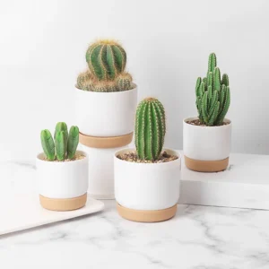 Succulent Plant Pot Double-Layer Green Dill Small Green Plant Flower Pot Garden Planter Flower Pot Vase For Desktop Decoration