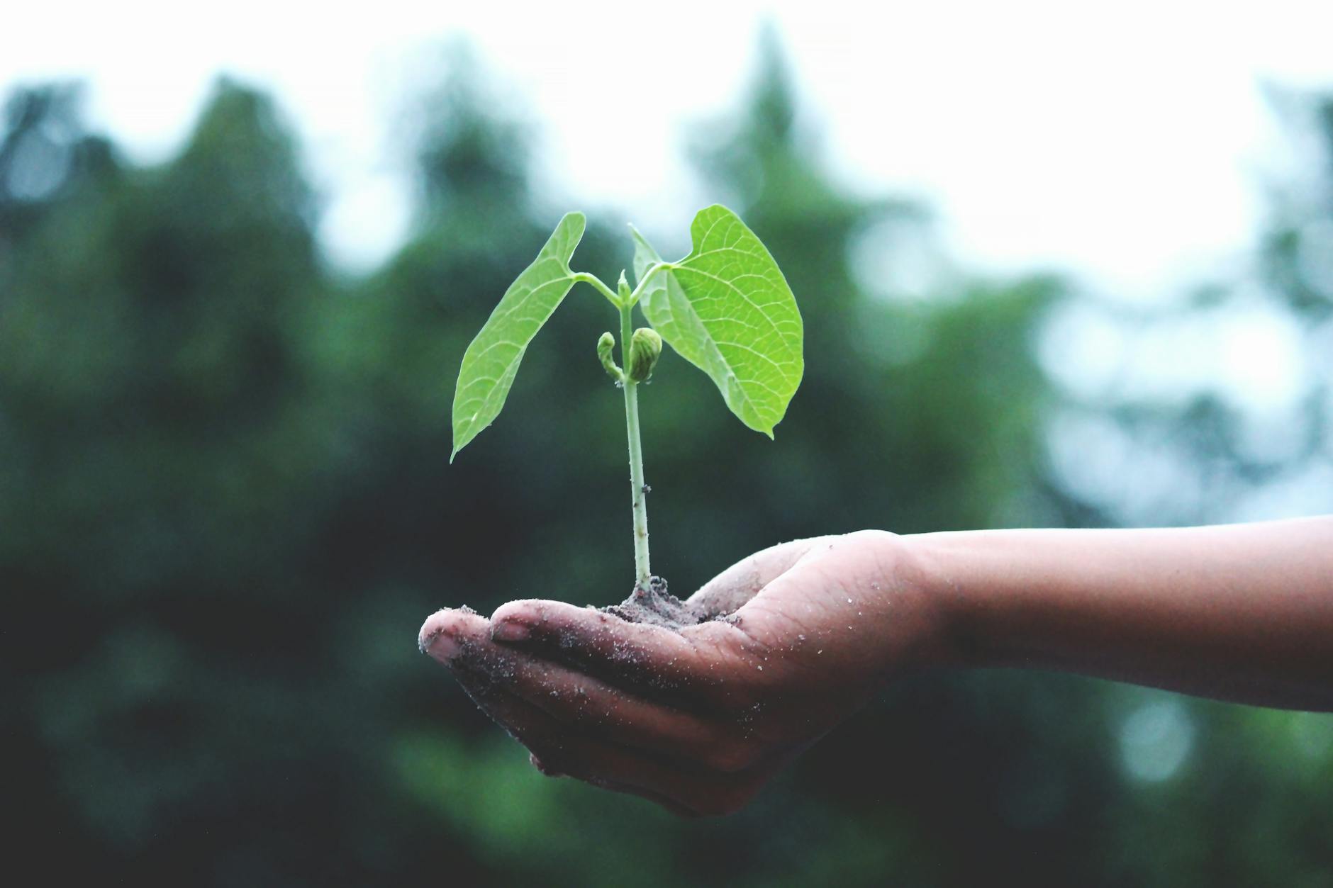 Le Migliori Piante da Coltivare per un Giardino Sostenibile e a Basso Impatto
