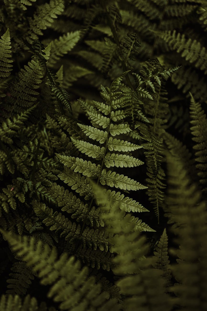 Il Fascino delle Felci: Come Coltivare e Mantenere Piante Tropicali in Casa