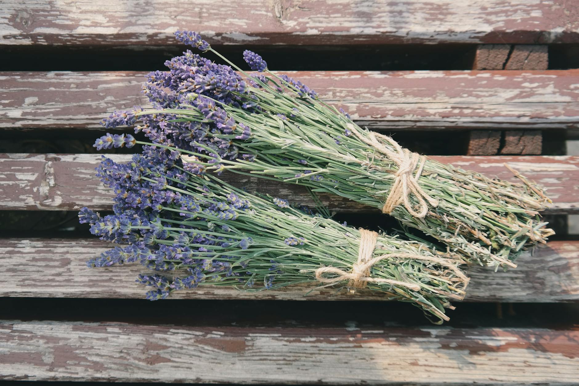 two bundle of vervain flowers