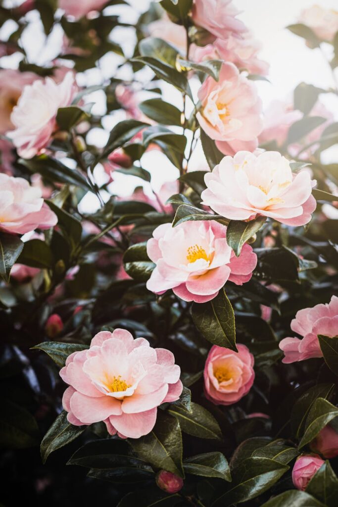 Camellia Sasanqua: Eleganza e Bellezza per il Giardino d’Inverno