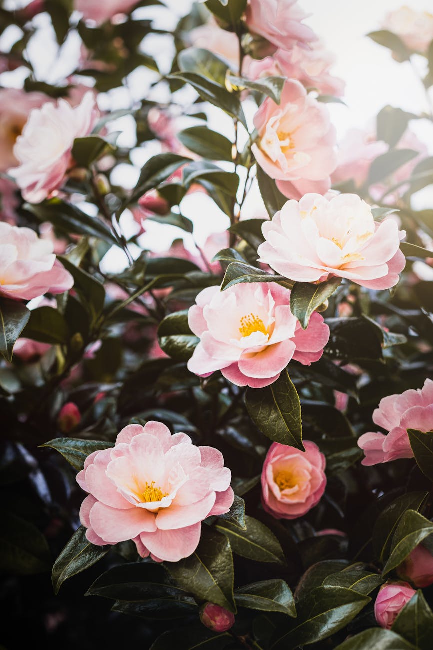 plant with pink flowers