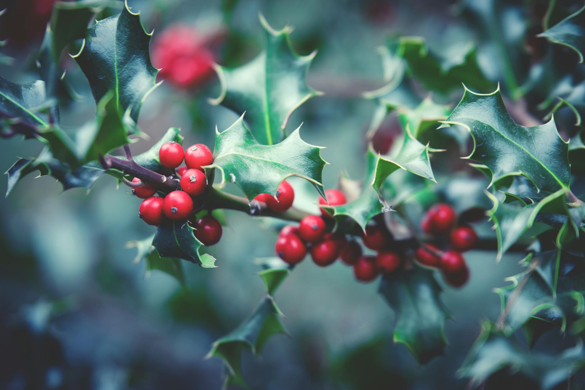 red berry plant