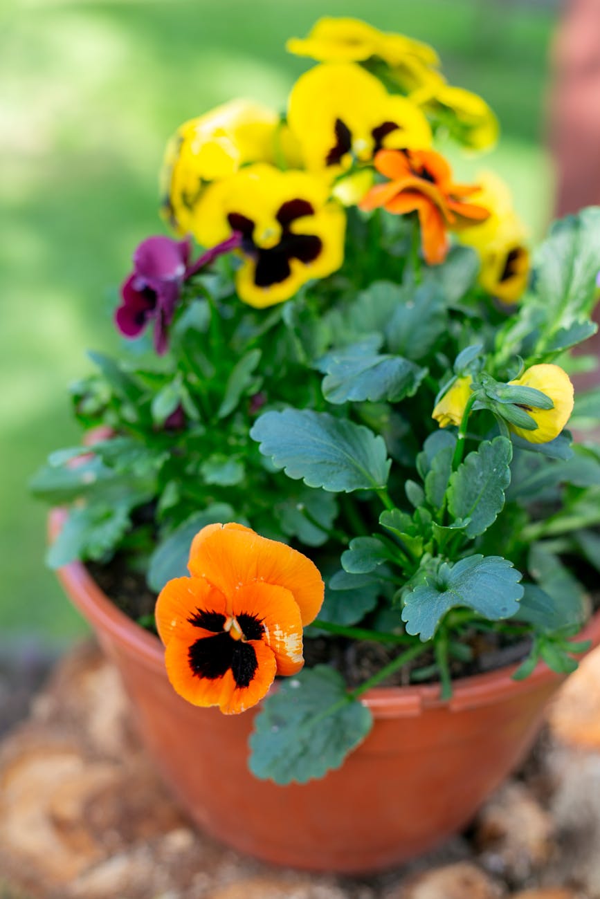 pansy in a pot