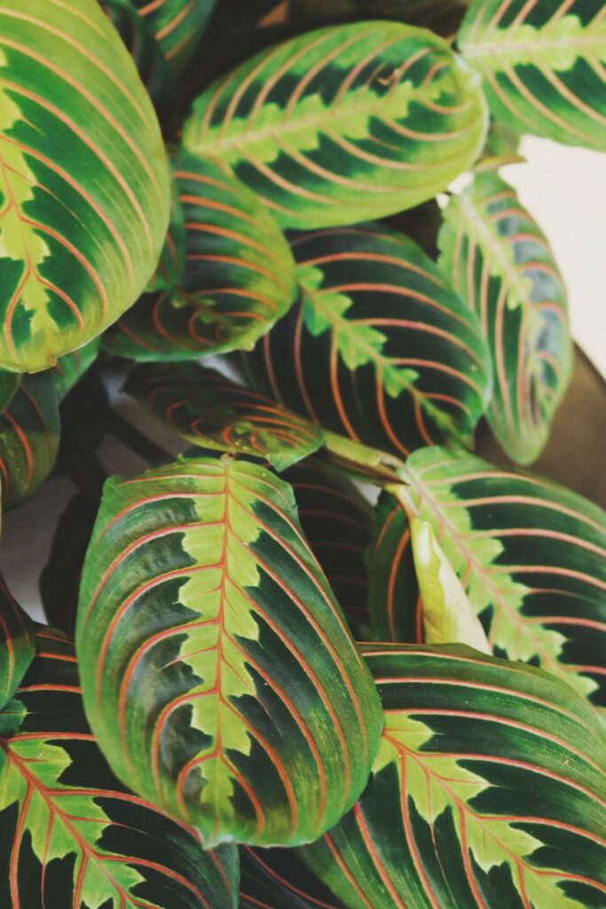 Maranta Leuconeura: La Pianta di Preghiera, un Tesoro per il Tuo Giardino