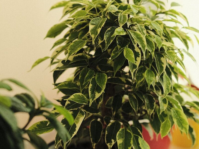 Ficus Benjamina: Una Pianta Resistente e Elegante