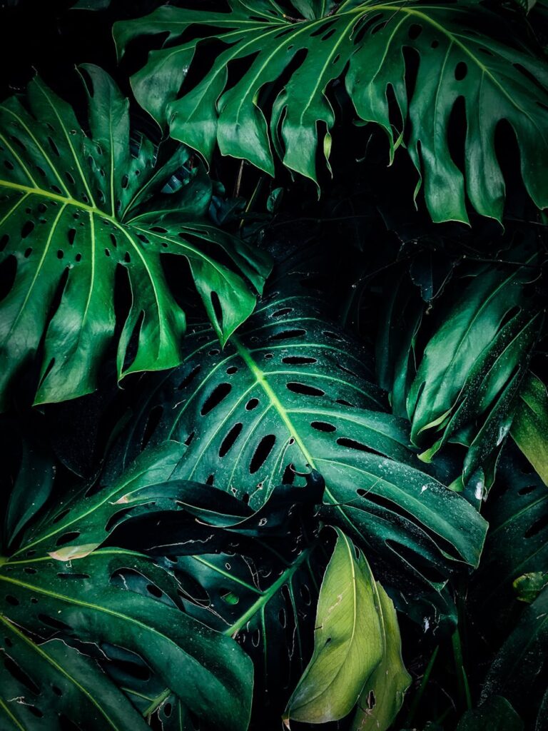 Guida Completa alla Cura della Monstera: Come Avere una Pianta Sana e Bellissima a Casa