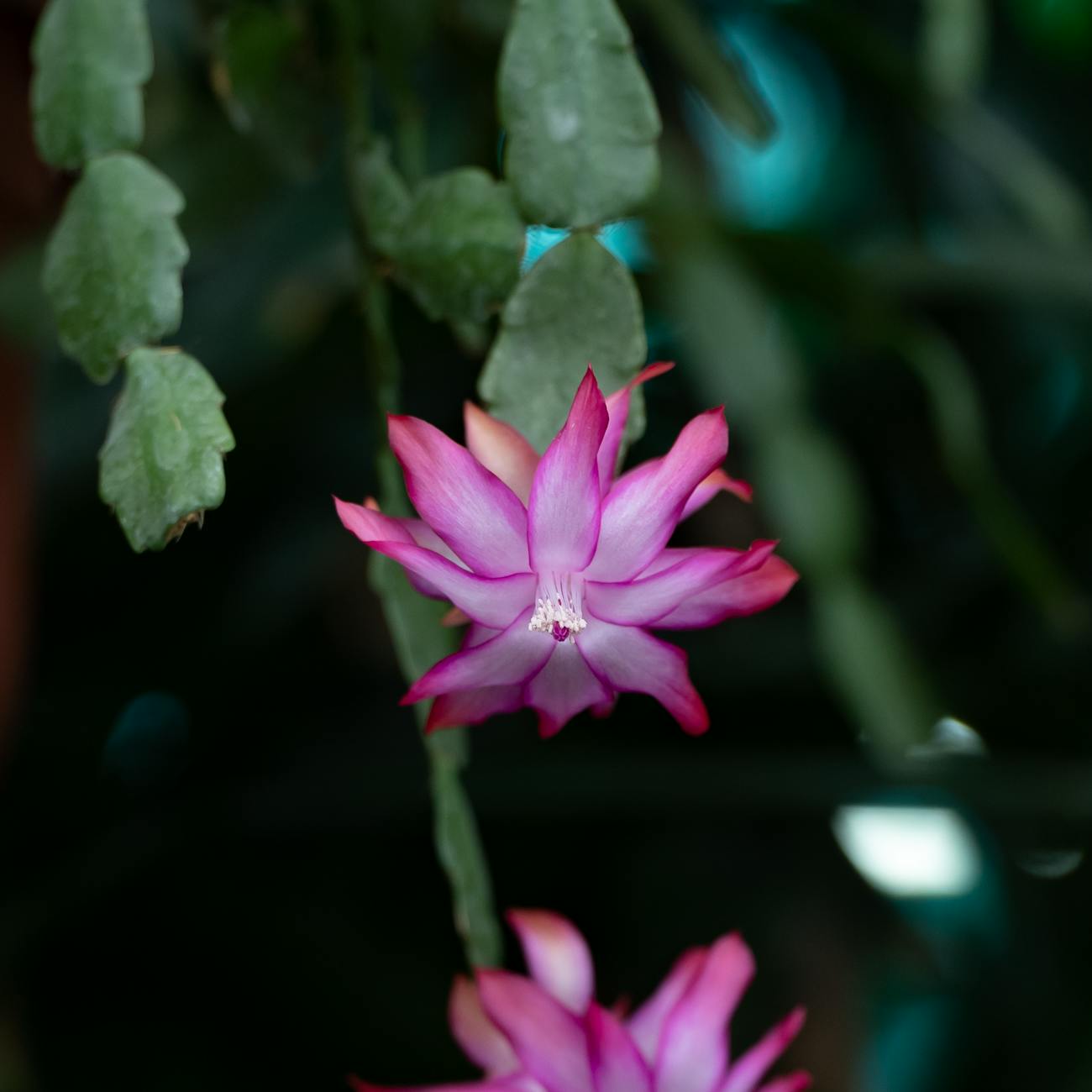 Cactus di Natale: La guida completa per prendersene cura e farlo crescere felice