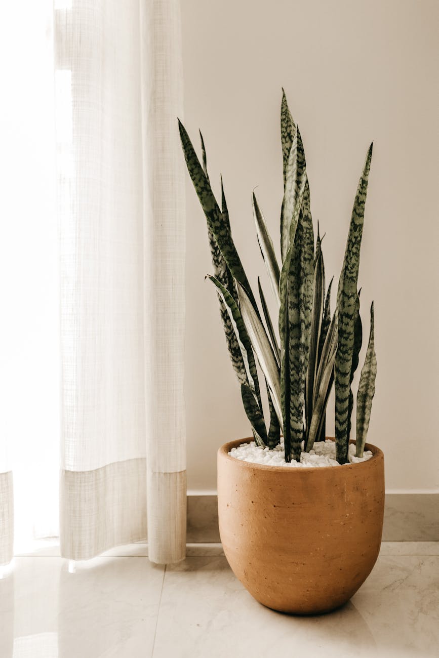 Guida completa alla cura della Sansevieria (Lingua di Suocera): Il tuo alleato verde per la casa
