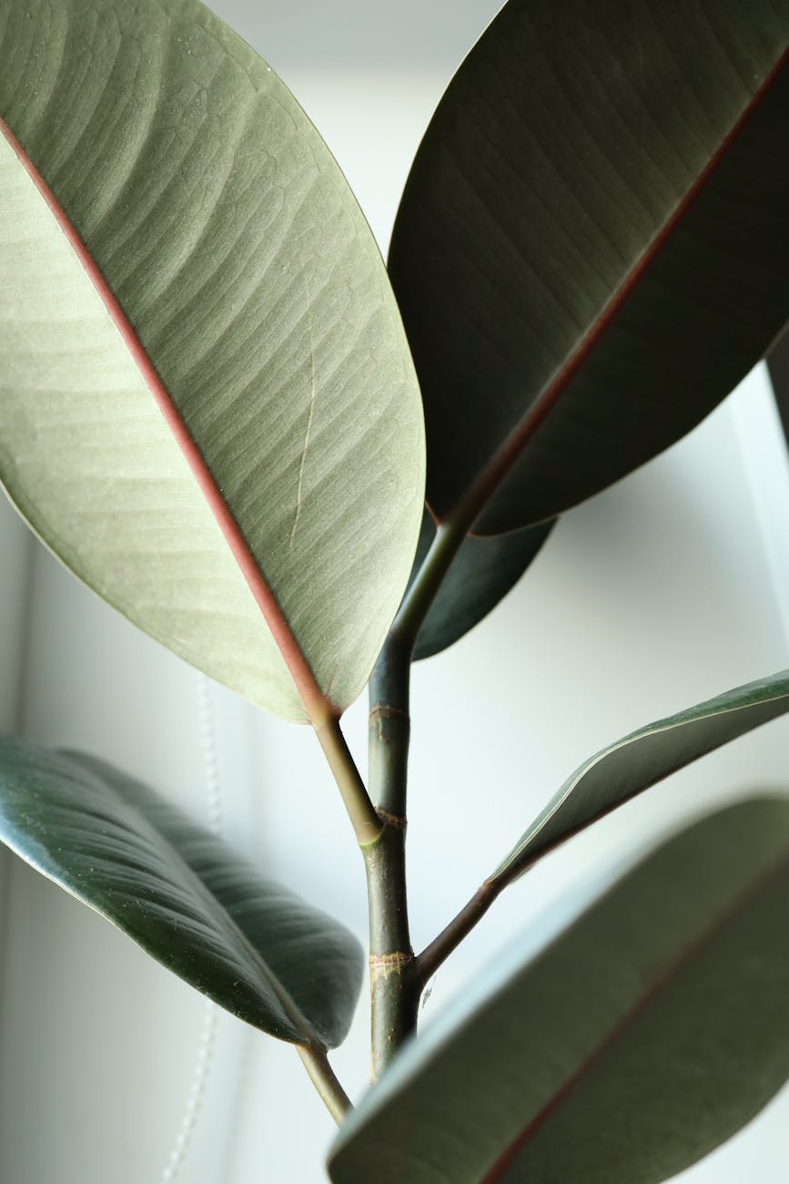 Ficus Elastica: La Pianta Perfetta per la Tua Casa – Guida Completa alla Cura