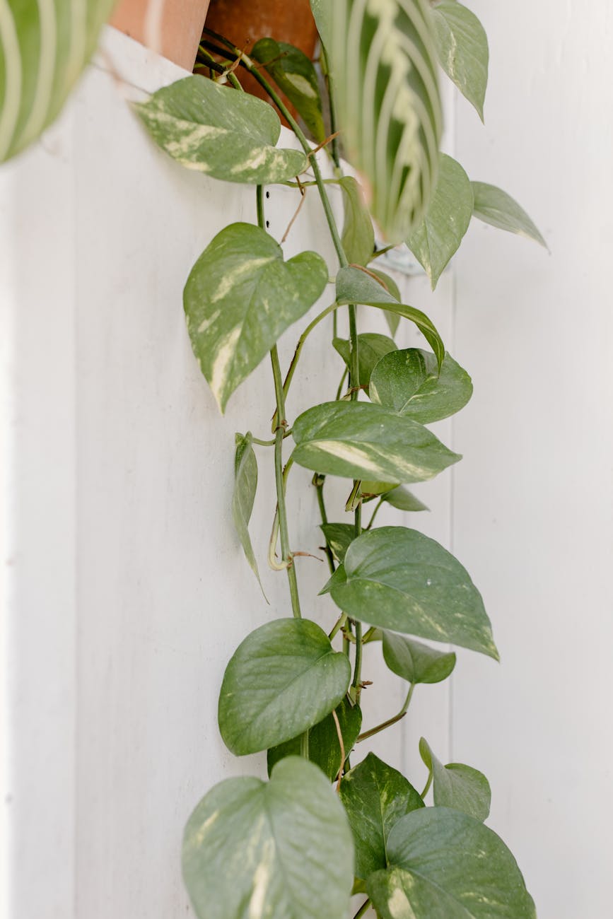 Guida Completa alla Cura del Pothos: La Pianta Perfetta per Ogni Casa